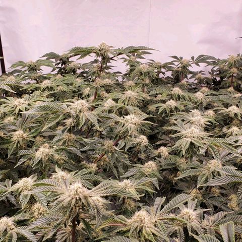 Glookies growlog timeline photo