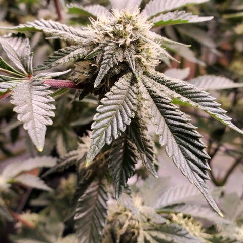 Glookies growlog timeline photo