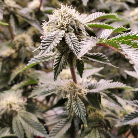 Glookies growlog timeline photo