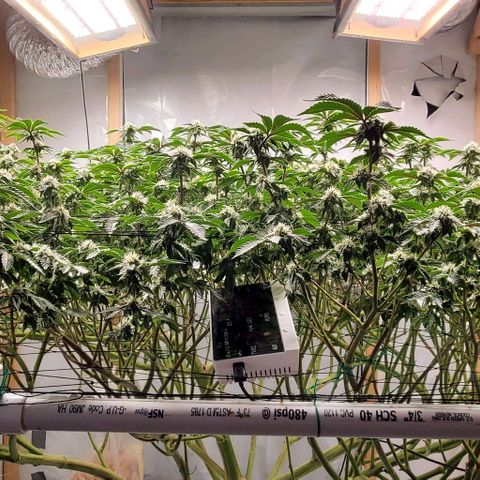Glookies growlog timeline photo