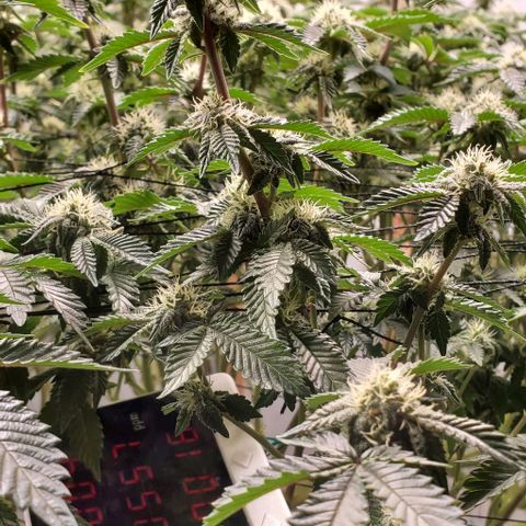 Glookies growlog timeline photo