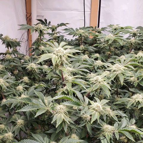 Glookies growlog timeline photo