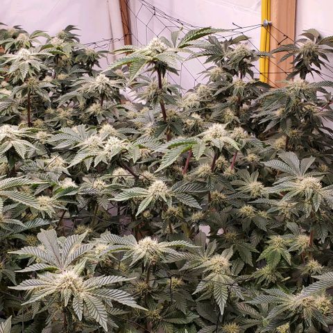 Glookies growlog timeline photo