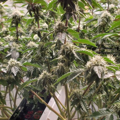 Glookies growlog timeline photo