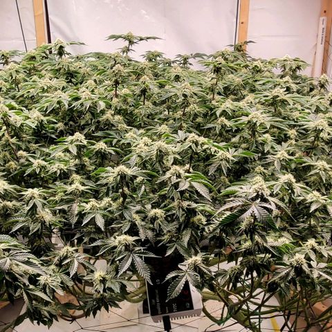 Glookies growlog timeline photo