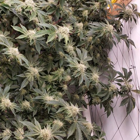 Glookies growlog timeline photo