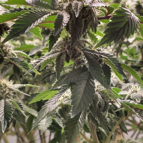 Glookies growlog timeline photo