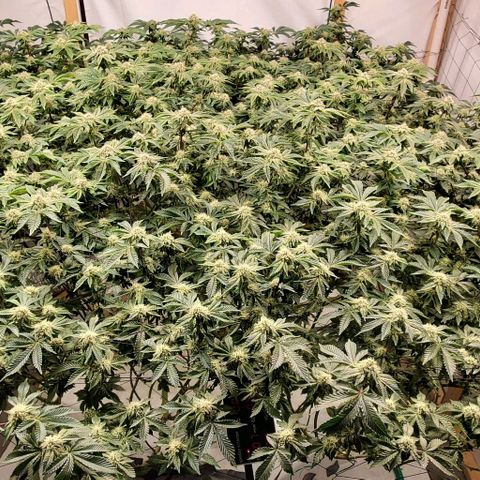 Glookies growlog timeline photo