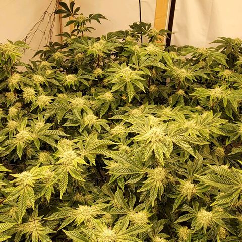 Glookies growlog timeline photo