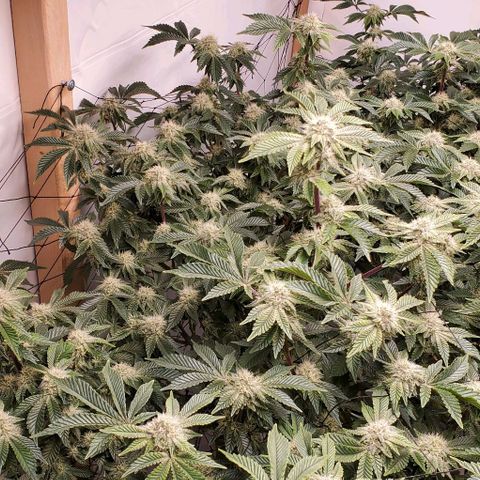 Glookies growlog timeline photo
