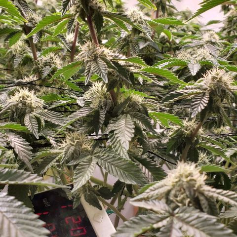 Glookies growlog timeline photo