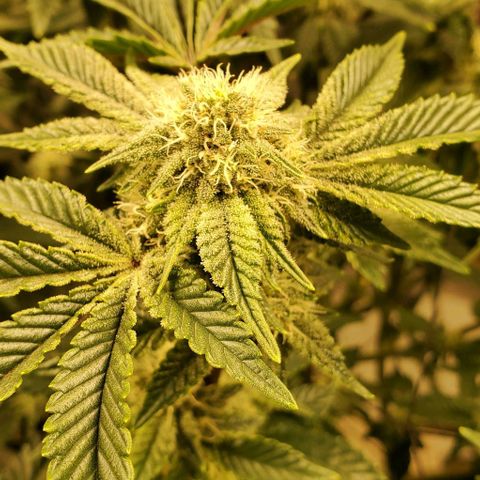 Glookies growlog timeline photo
