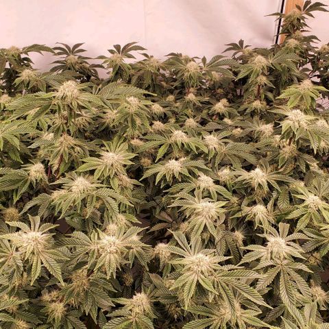 Glookies growlog timeline photo