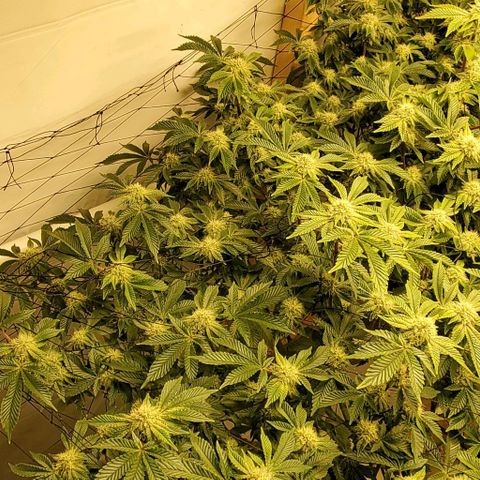 Glookies growlog timeline photo