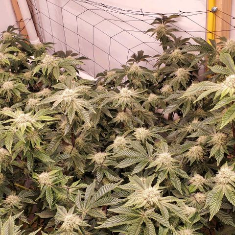 Glookies growlog timeline photo