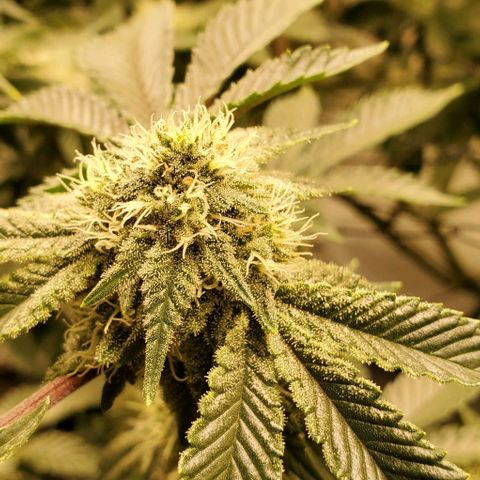 Glookies growlog timeline photo