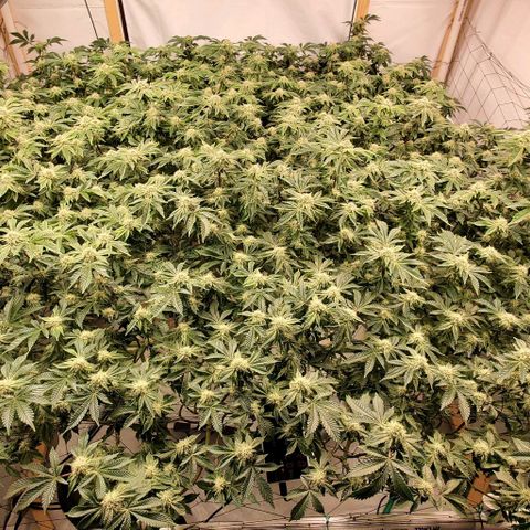 Glookies growlog timeline photo