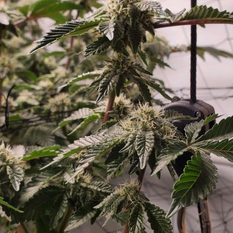 Glookies growlog timeline photo