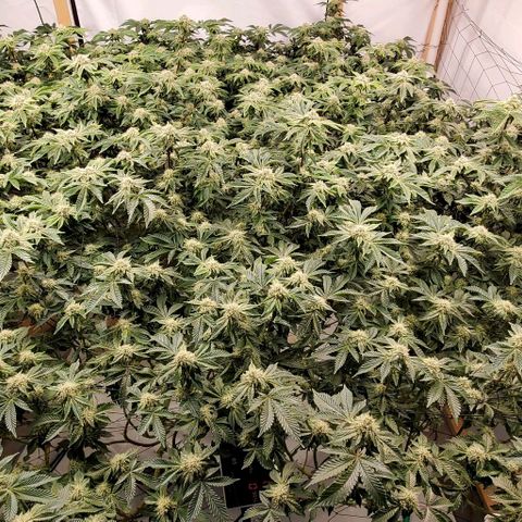 Glookies growlog timeline photo