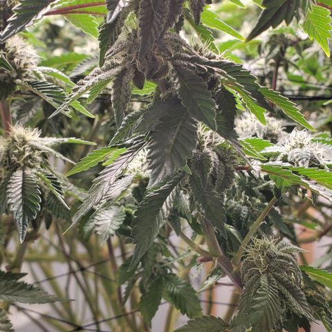 Glookies growlog timeline photo