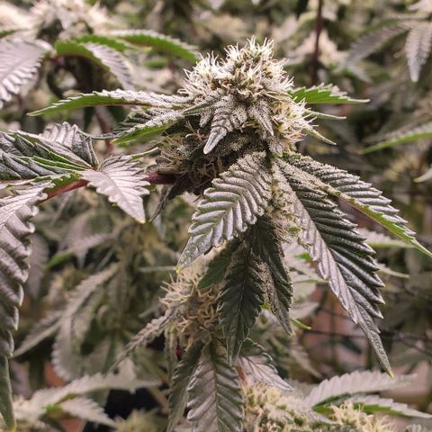 Glookies growlog timeline photo