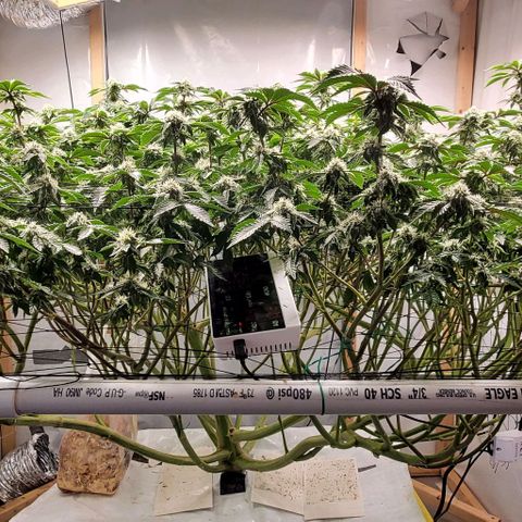 Glookies growlog timeline photo