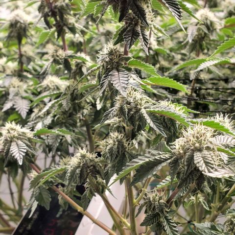 Glookies growlog timeline photo