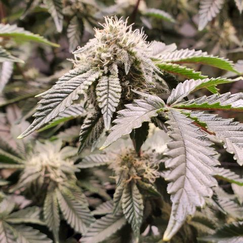 Glookies growlog timeline photo