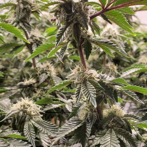 Glookies growlog timeline photo