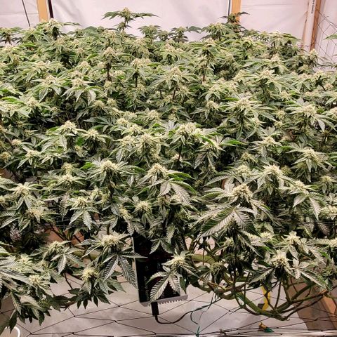 Glookies growlog timeline photo