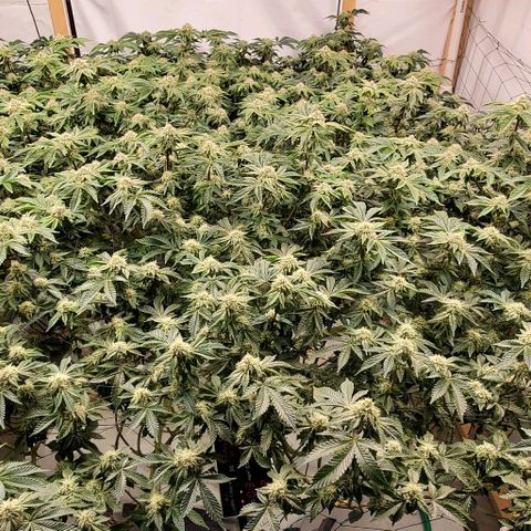 Glookies growlog timeline photo