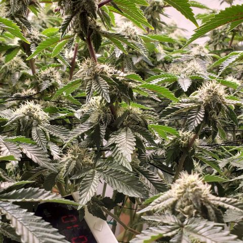Glookies growlog timeline photo
