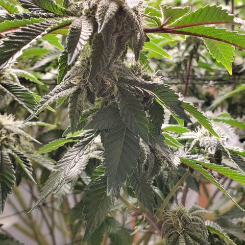 Glookies growlog timeline photo