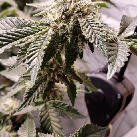 Glookies growlog timeline photo