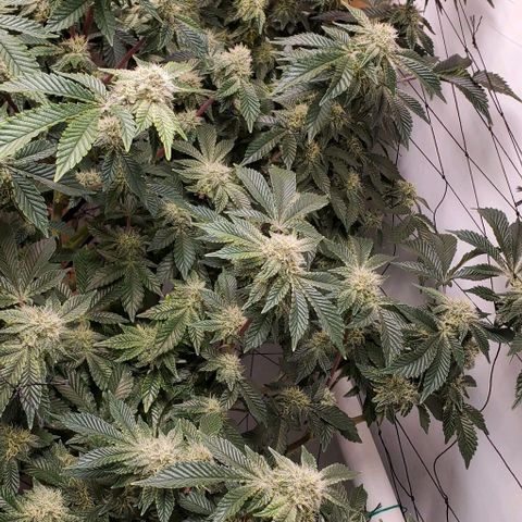 Glookies growlog timeline photo