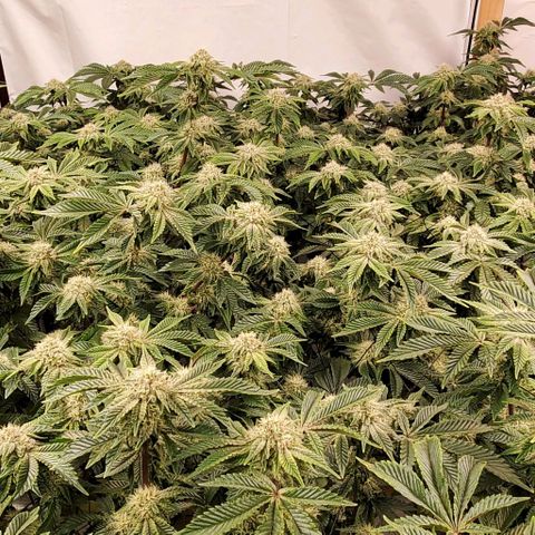 Glookies growlog timeline photo