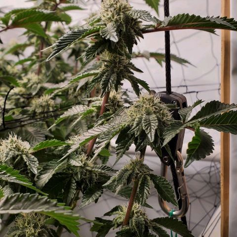 Glookies growlog timeline photo