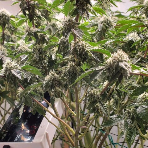 Glookies growlog timeline photo
