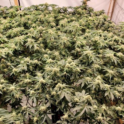 Glookies growlog timeline photo