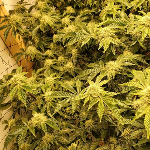 Glookies growlog timeline photo