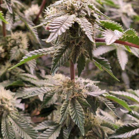 Glookies growlog timeline photo