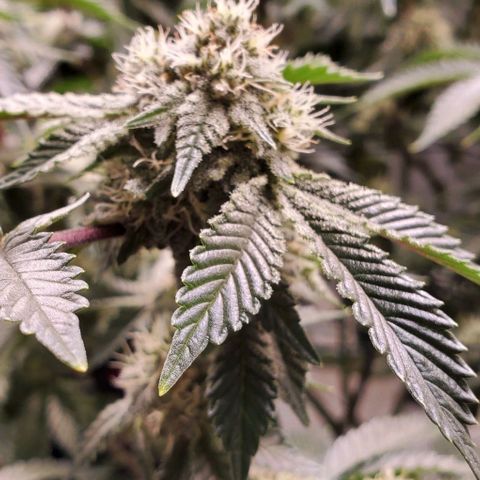 Glookies growlog timeline photo