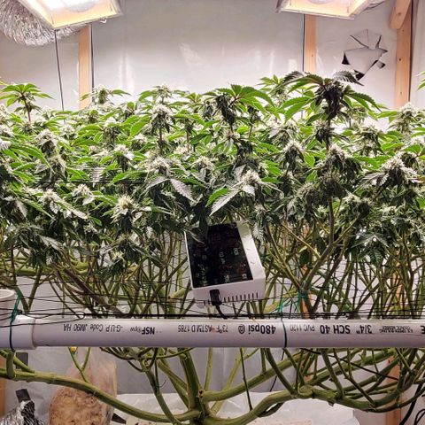 Glookies growlog timeline photo