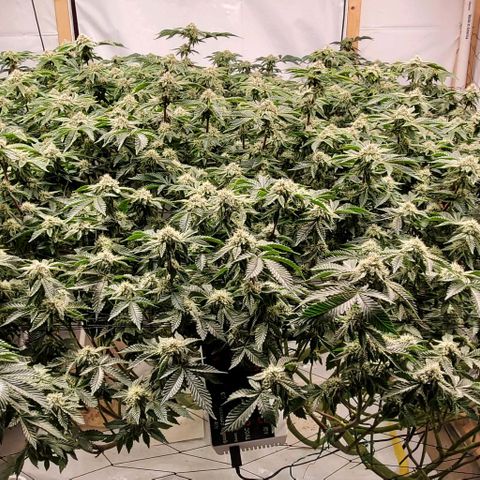 Glookies growlog timeline photo