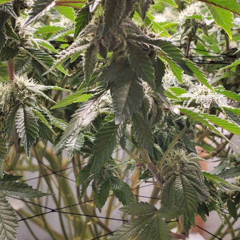 Glookies growlog timeline photo