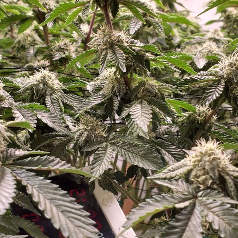 Glookies growlog timeline photo