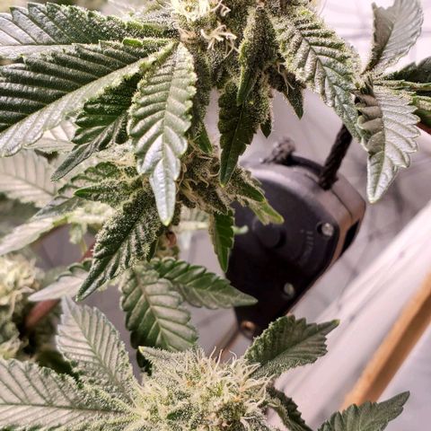 Glookies growlog timeline photo