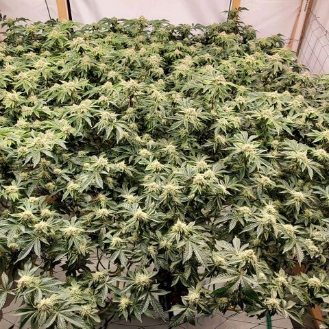 Glookies growlog timeline photo