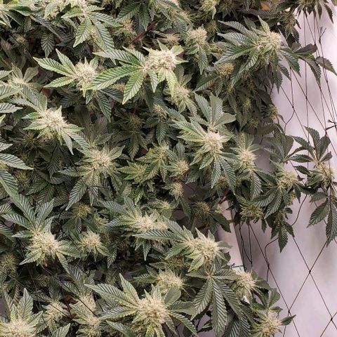 Glookies growlog timeline photo