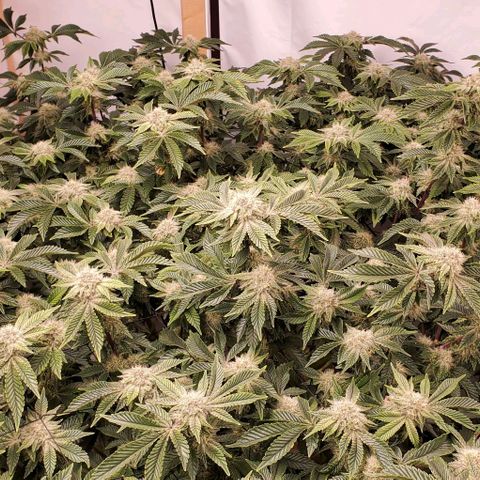 Glookies growlog timeline photo